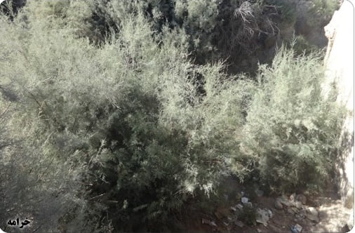 روستای بیشه دوشاخ  روستای بیشه دو شاخ