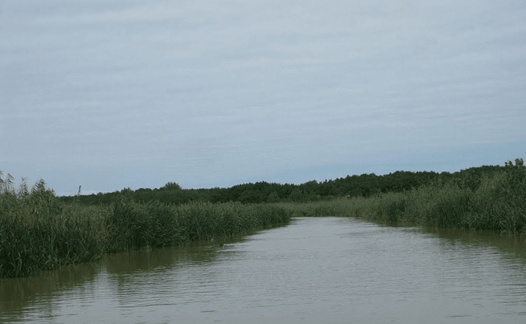 تالاب سیاه درویشان و نرگستان صومعه سرا تالاب سیاه درویشان صومعه سرا