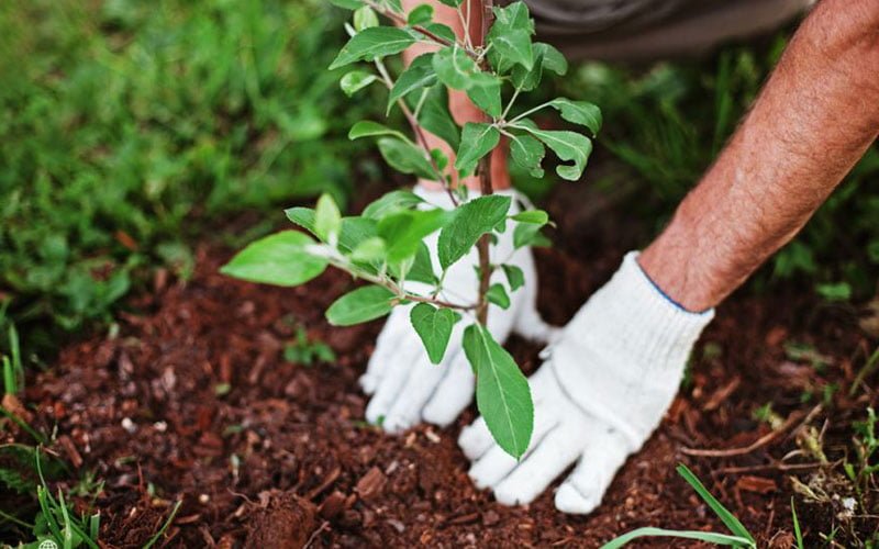 آیین درختکاری آیین درختکاری آیین درختکاری