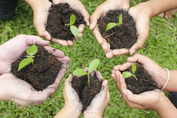 آیین درختکاری آیین درختکاری آیین درختکاری