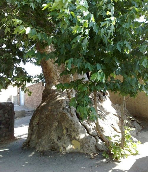 چنار درخت مقدس ایرانیان چنار درخت مقدس ایرانیان