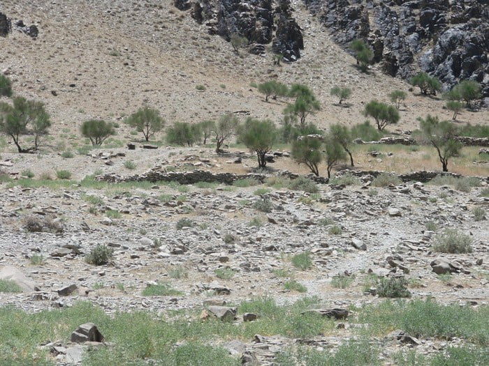 سنگ نگاره های دره نگاران  سنگ نگاره های دره نگاران