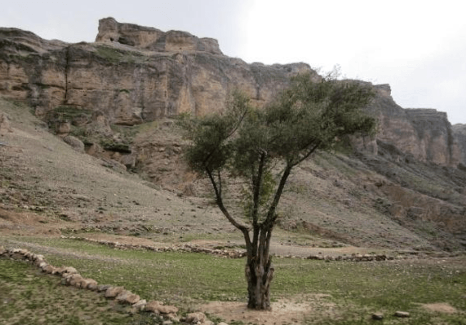 منطقه شکار ممنوع انجرک رابر
