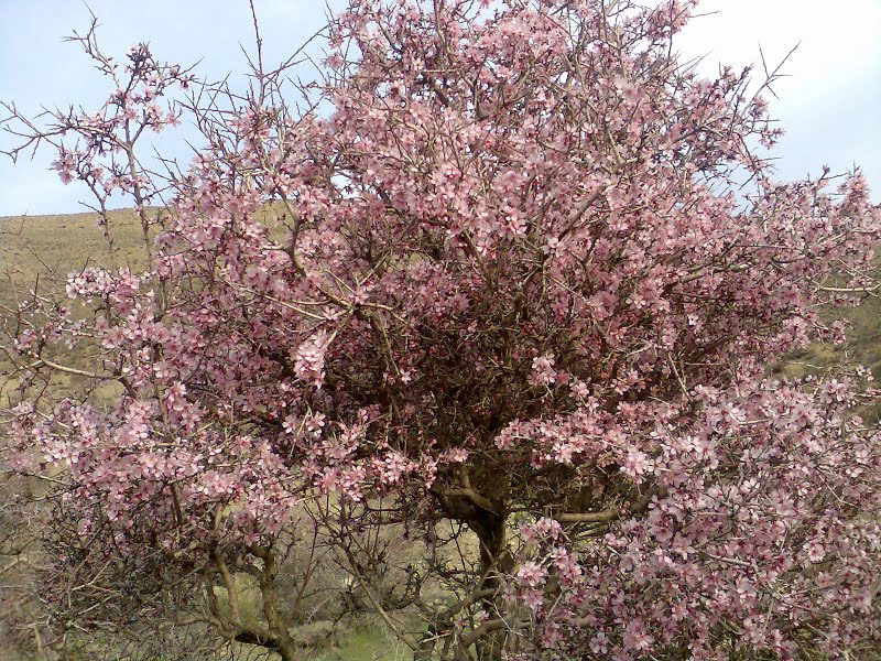روستای بنه کمر فریدونشهر روستای بنه کمر روستای بنه کمر فریدونشهر