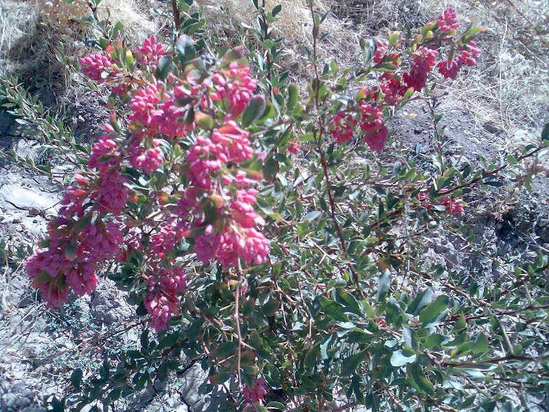 روستای بنه کمر فریدونشهر روستای بنه کمر روستای بنه کمر فریدونشهر