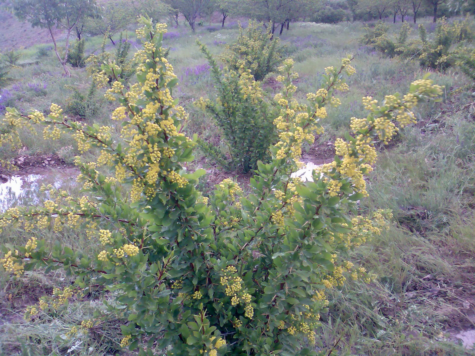 روستای بنه کمر فریدونشهر روستای بنه کمر روستای بنه کمر فریدونشهر