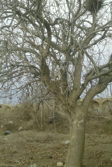 باغ مدرسیه در زواره باغ مدرسیه در