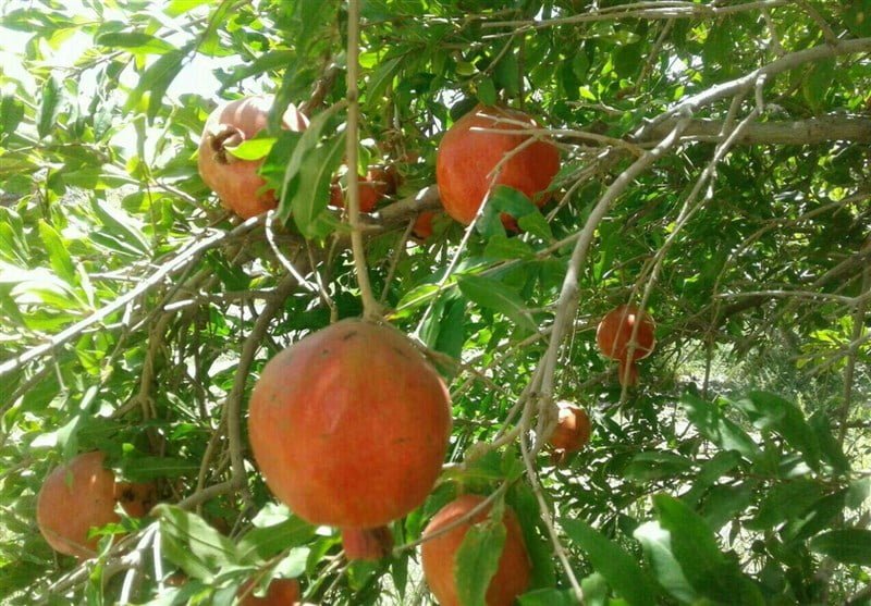 روستای سنگان خاش روستای سنگان خاش