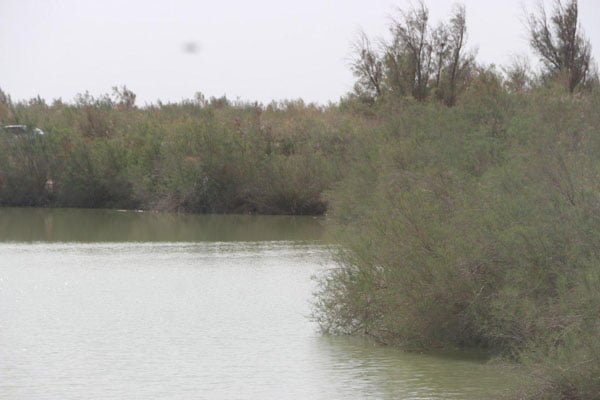 جنگل نیاتک هیرمند جنگل نیاتک هیرمند جنگل نیاتک هیرمند