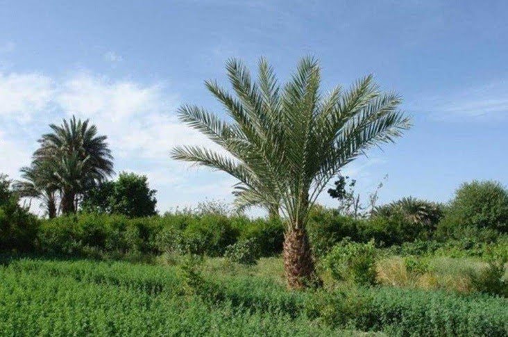 منطقه گردشگری پلبیر منطقه گردشگری بلپیر نیکشهر