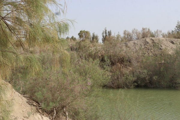 جنگل نیاتک هیرمند