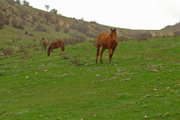 20 جای دیدنی گلستان در تابستان گلستان در تابستان 20 جای دیدنی گلستان در تابستان