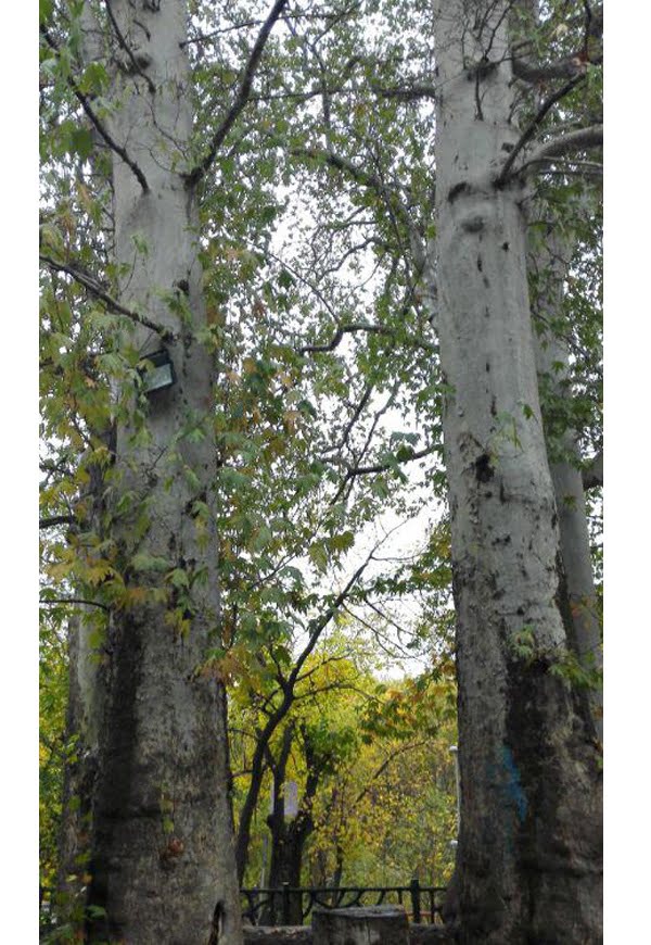 چنار کمربسته سرکان