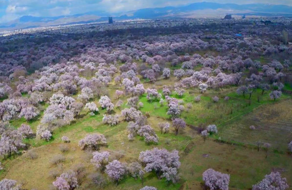 باغستان سنتی قزوین باغستان سنتی قزوین باغستان سنتی قزوین