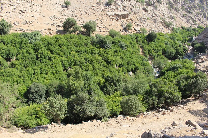 اندیکا