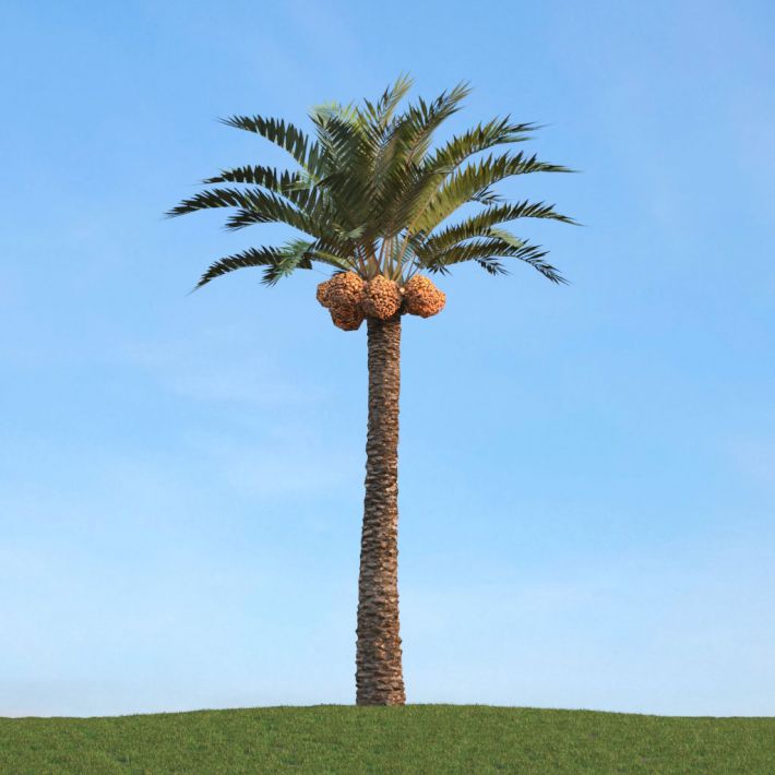 درخت نخل