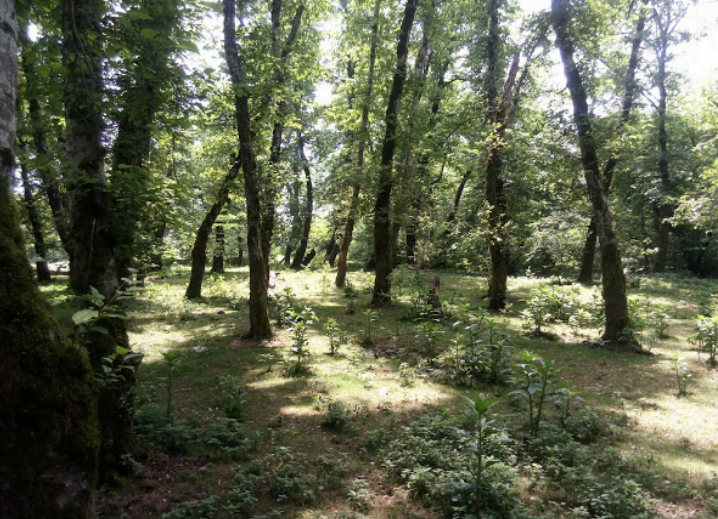 پارک جنگلی روستای اشبلا بندر انزلی پارک جنگلی روستای اشبلا بندر انزلی