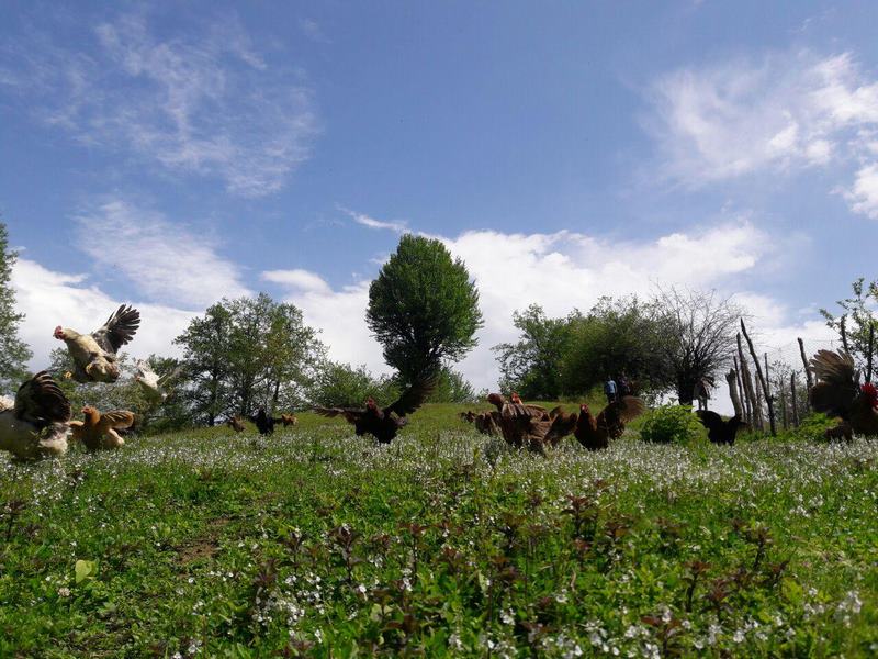 دهکده ییلاقی آغوزحال