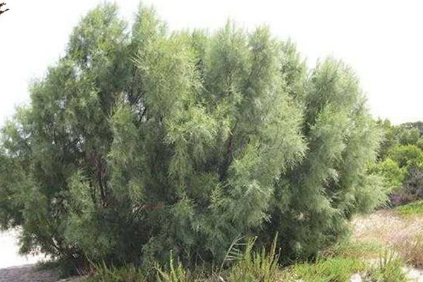 گز اصفهان معرفی بهترین گز و گز فروشی های اصفهان
