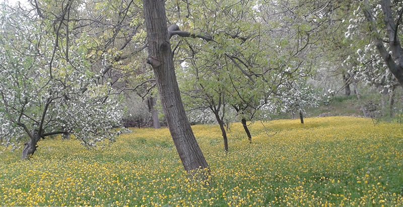 روستای الماس تبریز روستای الماس تبریز روستای الماس تبریز