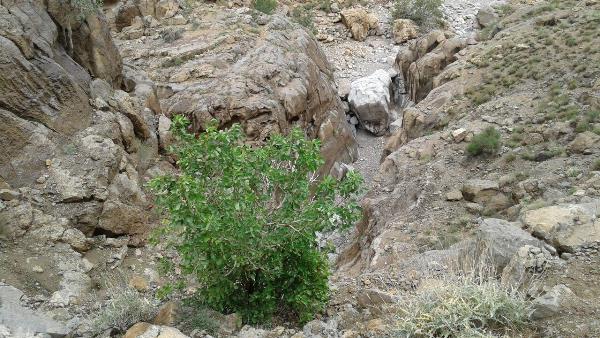 آدرشک  دره آدرشک مهریز