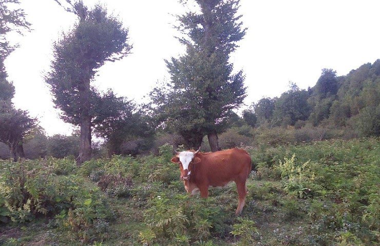 روستای گت کلا آمل روستای گت کلا روستای گت کلا آمل