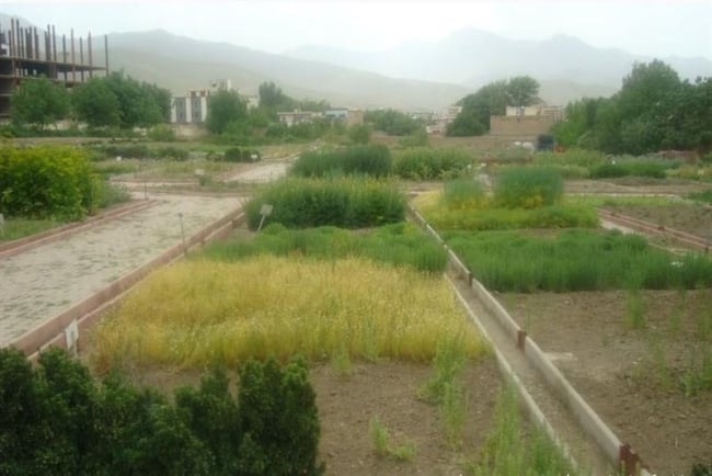 باغ گیاهان دارویی بوعلی سینا همدان  باغ گیاهان دارویی بوعلی سینا همدان