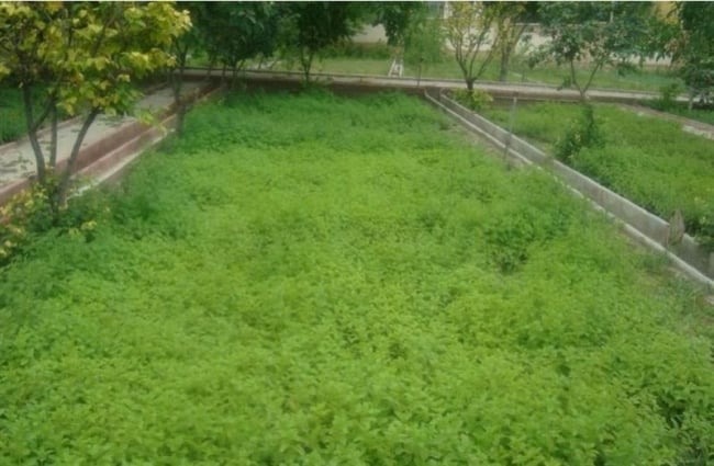 باغ گیاهان دارویی بوعلی سینا همدان  باغ گیاهان دارویی بوعلی سینا همدان