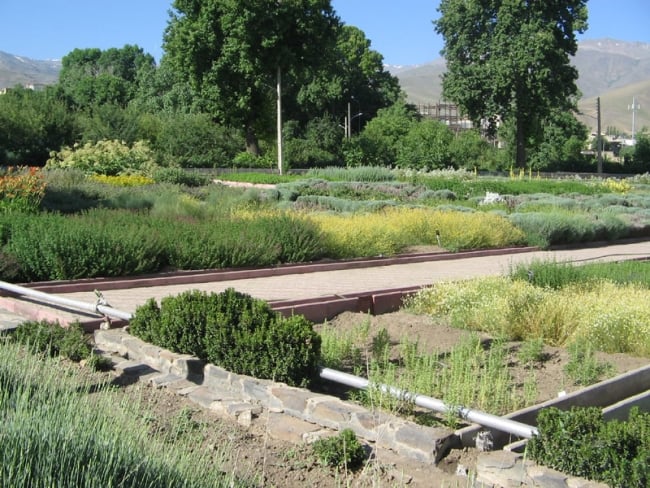 باغ گیاهان دارویی بوعلی سینا همدان  باغ گیاهان دارویی بوعلی سینا همدان