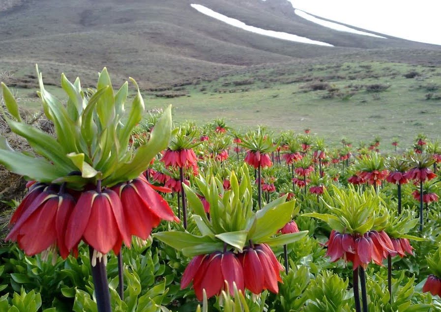 مناطق پرگل ایران مناطق پرگل ایران