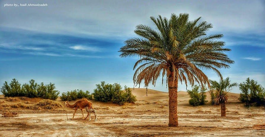 کویر کاراکال یزد کویر کاراکال یزد کویر کاراکال یزد