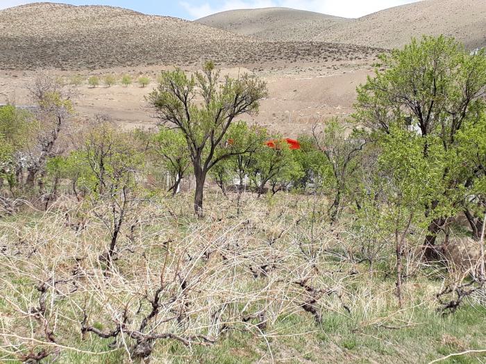 همه چیز درباره ی روستای تجره همه چیز درباره ی روستای تجره همه چیز درباره ی روستای تجره