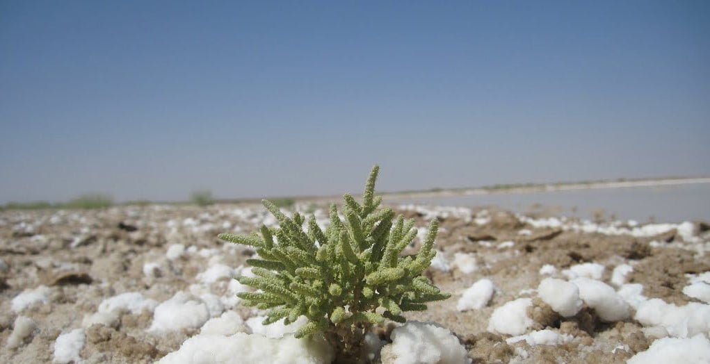 کویر مروست کویر مروست