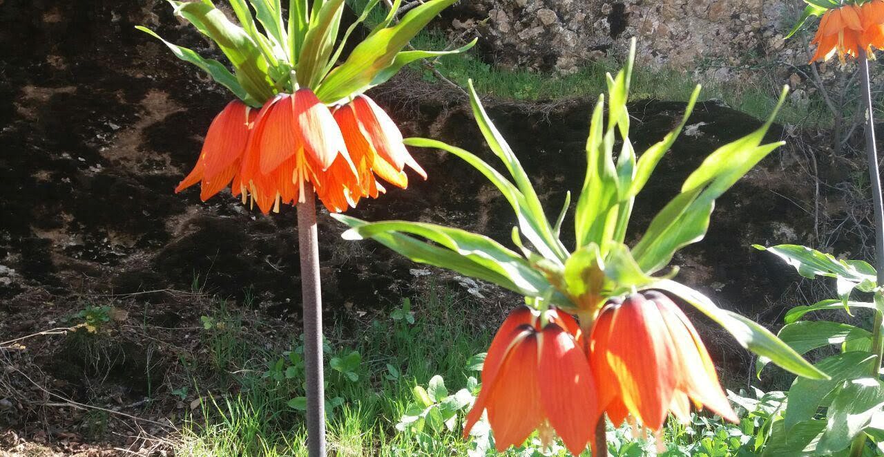 همه چیز درباره ی روستای تجره همه چیز درباره ی روستای تجره
