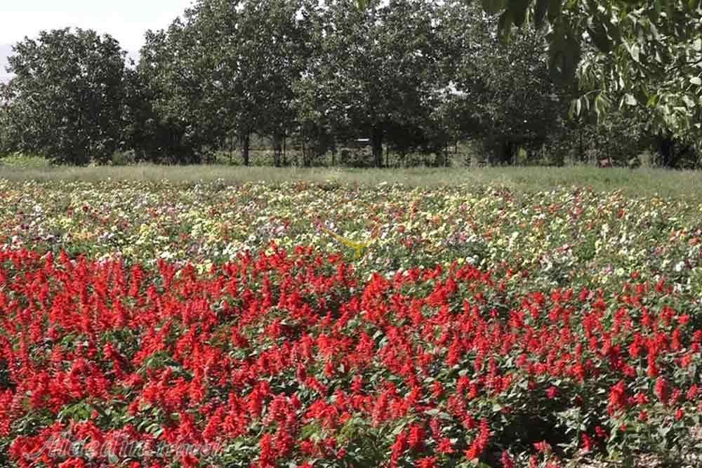 روستای گایکان  روستای گایکان ، سرزمین لاله های واژگون