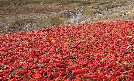 مرغوب ترین فلفل ایران، محصول روستای بیزه داورزن