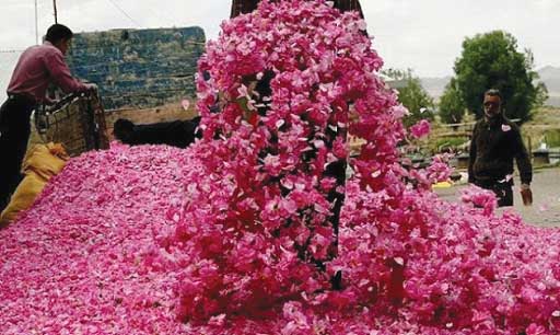 گلابگیری قمصر بیکاری ۷۰ هزار شاغل در صنعت گل و گلابگیری