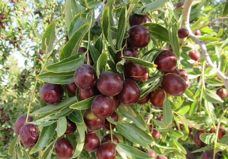 روستای سیوجان روستای سیوجان روستای سیوجان