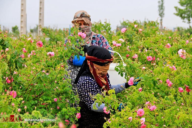 برداشت گل محمدی در سبزوار برداشت گل محمدی در سبزوار