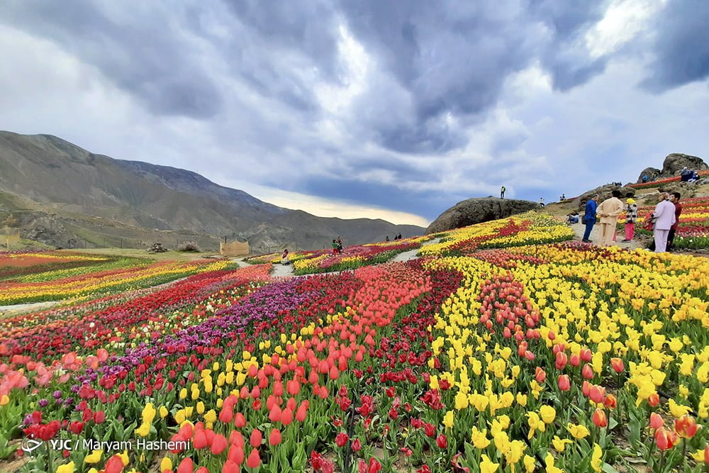 دشت لالههای روستای کندر دشت لالههای روستای کندر دشت لالههای روستای کندر