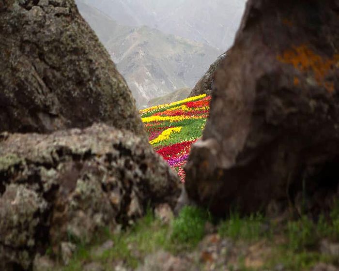دشت لالههای روستای کندر دشت لالههای روستای کندر دشت لالههای روستای کندر
