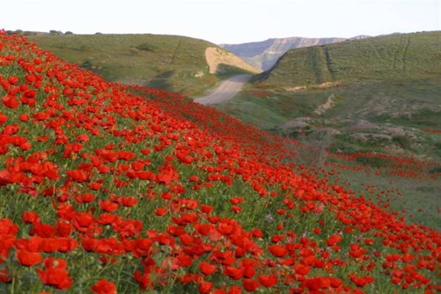 روستای چهچهه کلات ، بزرگترین قطب تولید پسته روستا چهچهه کلات،بزرگترین قطب تولید پسته روستای چهچهه کلات ، بزرگترین قطب تولید پسته