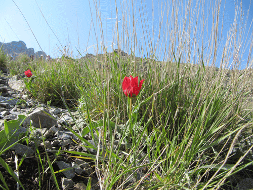 کوه پنجه لی کوه پنجه لی کوه پنجه لی