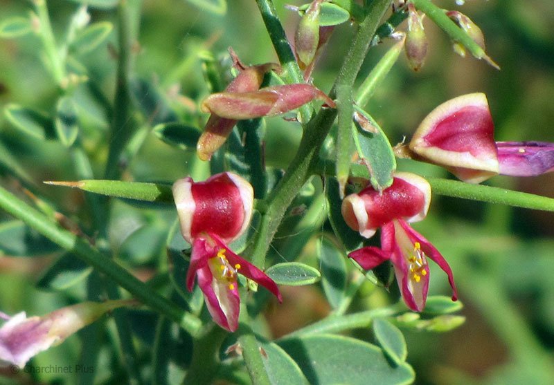 عرقیجات گیاهی