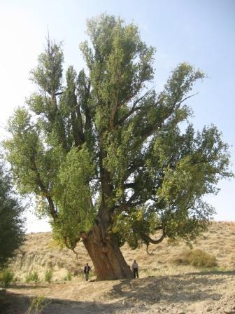 درخت کهنسال صنوبر نظرعلی