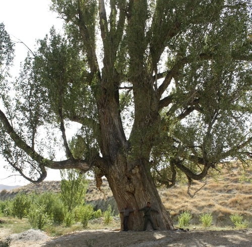درخت کهنسال صنوبر نظرعلی