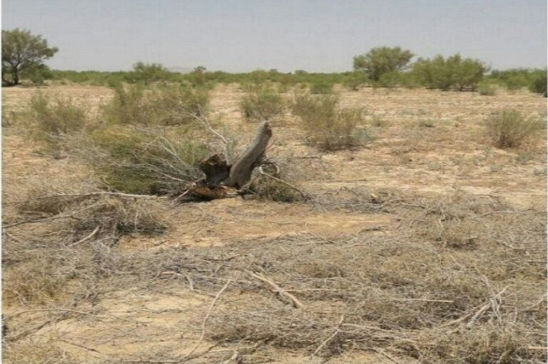 تاغزار
