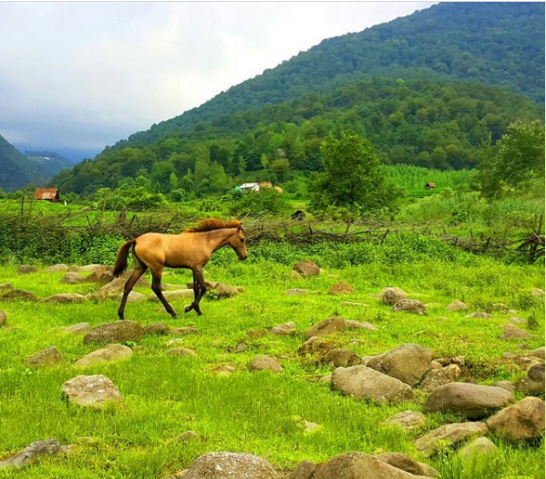 روستای سرجی کلا