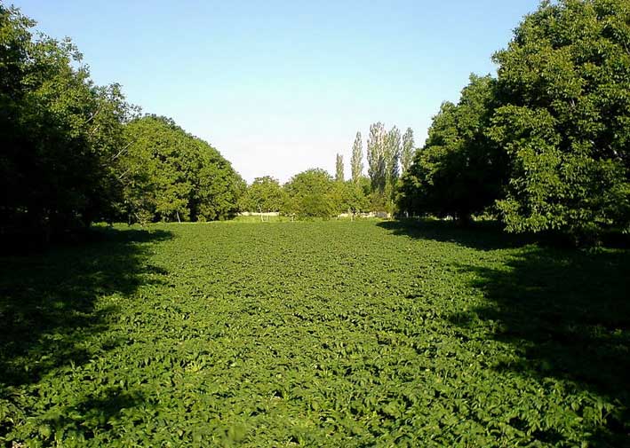 روستای ینگجه آذرشهر