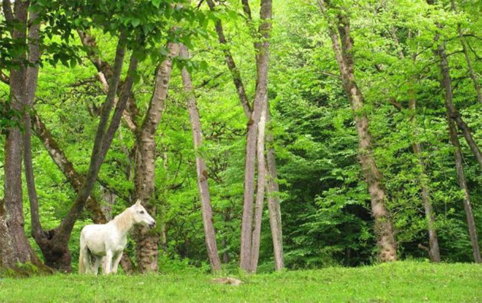 خرگوش دره
